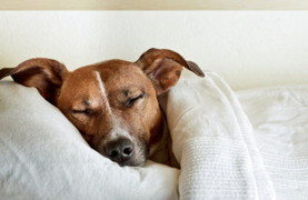 Nghiên cứu mới: Chó vẫn học hỏi ngay cả trong lúc ngủ