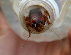 Video: Xem người Hà Tĩnh đào dế cơm đem về chế biến món ăn