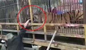 Clip: Hiếu kỳ, thò tay vào chuồng cho hổ ăn, bị hổ ngoạm suýt đứt lìa tay