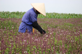 Ảnh: Cánh đồng bạt ngàn hoa oải hương từ húng quế độc đáo ở Hà Nội