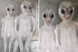 Video: Phát hiện sinh vật có ngoại hình giống hệt người ngoài hành tinh ở Ấn Độ