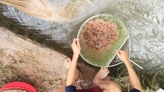 Lội ruộng săn rươi thu tiền triệu mỗi đêm