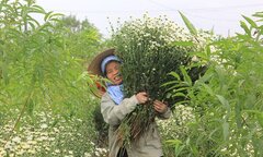 Cúc họa mi được giá, dân Nhật Tân thu hàng trăm triệu