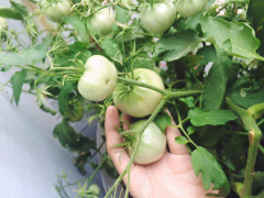 Đã mắt với vườn cây trĩu quả của mẹ bỉm sữa khiến ai cũng 'thèm muốn'