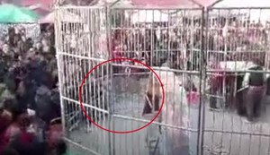Clip: Khoảnh khắc hổ rạp xiếc sổng chuồng, cắn 2 trẻ bị thương nhập viện