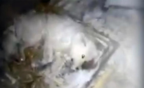 Bị chủ tàn nhẫn dội nước, bỏ mặc ngoài trời -32°C, chú chó đóng băng chết thương tâm