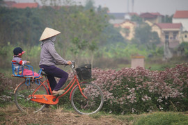 Video: 'Đột nhập' làng trồng cây dược liệu ngót nghét 1000 tuổi ở Hưng Yên