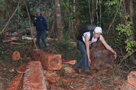 Hành trình xâm nhập đại công trường khai thác gỗ trái phép ở Đắk Lắk