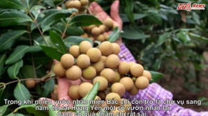 Video: Ép nhãn sai trĩu quả giữa mùa đông, nông dân Hưng Yên bỏ túi trăm triệu