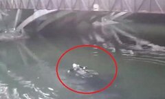 Clip: Cô gái nhảy sông tự tử nhưng không chết vì mặc áo bông dày