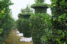 Quýt hình lục bình cao 3m chơi Tết, giá hàng chục triệu đồng