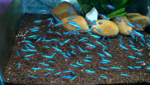 Đàn cá lạ cho người nông dân gần 500.000 USD mỗi năm