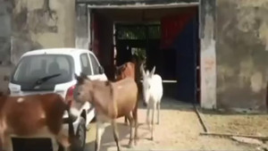 Video: Ấn Độ tống giam 8 con lừa vì ăn cây đắt tiền