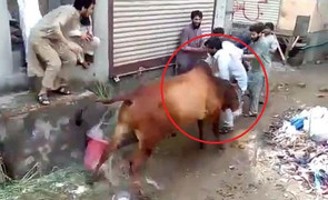 Sắp bị làm thịt, bò cái vùng lên tấn công người