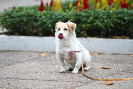 Chết cười với bộ ảnh 'Khi thú cưng cũng có đôi chân vòng kiềng'