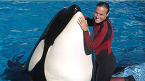 Video: Cá voi sát thủ nổi điên, dìm chết huấn luyện viên