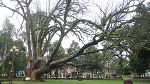 Cây di sản gần 100 tuổi ở Đắk Lắk bị chết khô