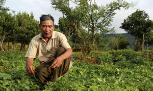 'Lão nông dở người' thu tiền tỷ từ cây dược liệu