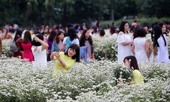 5 địa điểm chụp ảnh cúc họa mi đẹp ngỡ ngàng bạn trẻ Hà thành nhất định phải tới