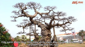 Video: Mục sở thị cây sanh dáng 'Long' được trả giá triệu đô chưa bán