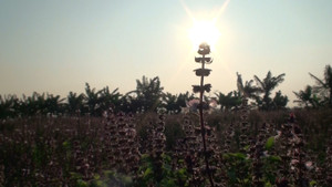 Video: Mục sở thị nông dân chiết tinh dầu húng quế, thu nửa tỷ đồng