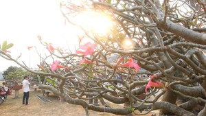 Video: Chiêm ngưỡng cây hoa sứ cổ trăm năm tuổi đẹp hiếm có khó tìm
