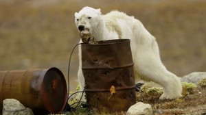 Video: Gấu Bắc cực gầy trơ xương, lục thùng rác rồi nằm chờ chết gây sốc