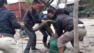 Xôn xao clip dân kích điện, bắt rắn hổ mang chúa 'khủng' ở Vĩnh Phúc