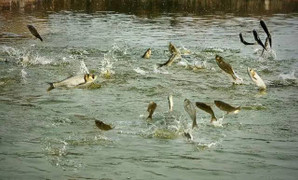 Muôn chiêu giấu tiền của quan tham Trung Quốc: Chôn dưới ao cá, nhét vào bình ga