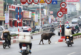 Clip: Trâu điên húc người náo loạn trên phố Hà Nội