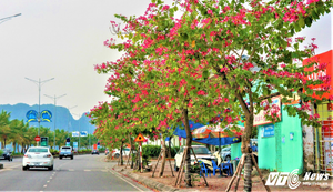 Ảnh: Hoa ban Tây Bắc nhuộm tím đường bên bờ Vịnh Hạ Long