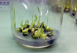 Thạc sĩ ở Đồng Nai nghỉ việc về quê làm giàu bằng chuối cấy mô