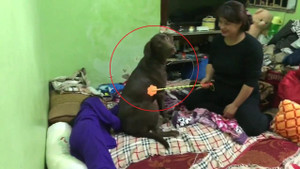 Clip: Chú chó lao ra đỡ đòn cho cô chủ khi bị mẹ đánh mắng