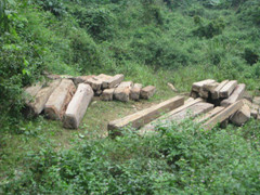 Khởi tố, bắt tạm giam 2 trạm trưởng bảo vệ rừng ở Nghệ An