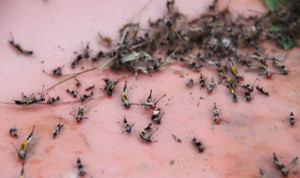 Hãi hùng hàng ngàn con sâu róm tấn công nhà dân ở Bình Dương