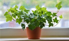10 loại cây giúp bạn ngủ nhanh trong vòng 1 nốt nhạc nên để trong phòng ngủ