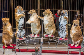 Clip: Hổ, sư tử béo núc ních bị ép diễn xiếc ở Nga khiến dư luận phẫn nộ
