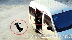 Clip: Cẩu tặc Trung Quốc đi ô tô, quăng thòng lọng trộm chó trong 5 giây gây sốc