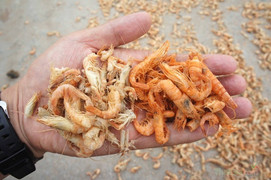 Tôm ươn thối 'hóa phép' thành tôm khô đỏ au, đầu độc người Việt
