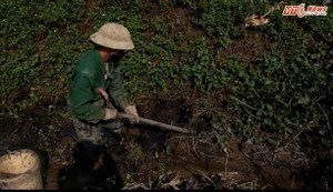 Video: Săn lươn, chạch 'ngủ đông' kiếm nửa triệu mỗi ngày