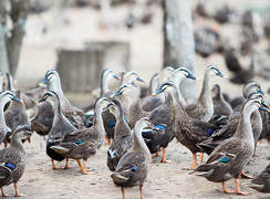 Video: Mục sở thị siêu trang trại vịt biết bay ở Bắc Ninh 