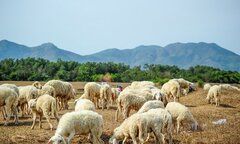 Check – in ngay cánh đồng cừu 'cute lạc lối' chỉ cách Sài Gòn 70km