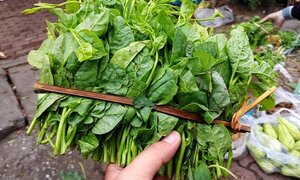Rau xanh ăn hàng ngày: Tươi non mơn mởn ngập trong hóa chất và nước thải