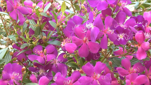 Nao lòng với sắc tím hoa Mua của du khách Đà Lạt