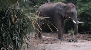 Hướng dẫn viên chết thảm vì hành động vô ý thức của du khách Trung Quốc