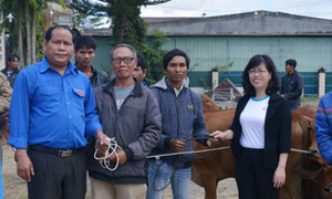 Nông dân nghèo tỉnh Lâm Đồng hạnh phúc nhận bò 200 triệu đồng
