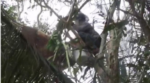 Video: Thanh niên tay không hái tảng mật ong 'khủng' thu về 5 lít mật