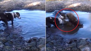 Đang chơi ở vũng nước, chó nhà bị cá sấu chồm lên đớp cú chí mạng