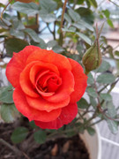 Ngắm đã mắt vườn hoa trên sân thượng đẹp mướt mắt của bà mẹ 7X Hà Nội