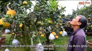 Video: Mục sở thị cây cho 10 loại quả của lão nông Hà Nội